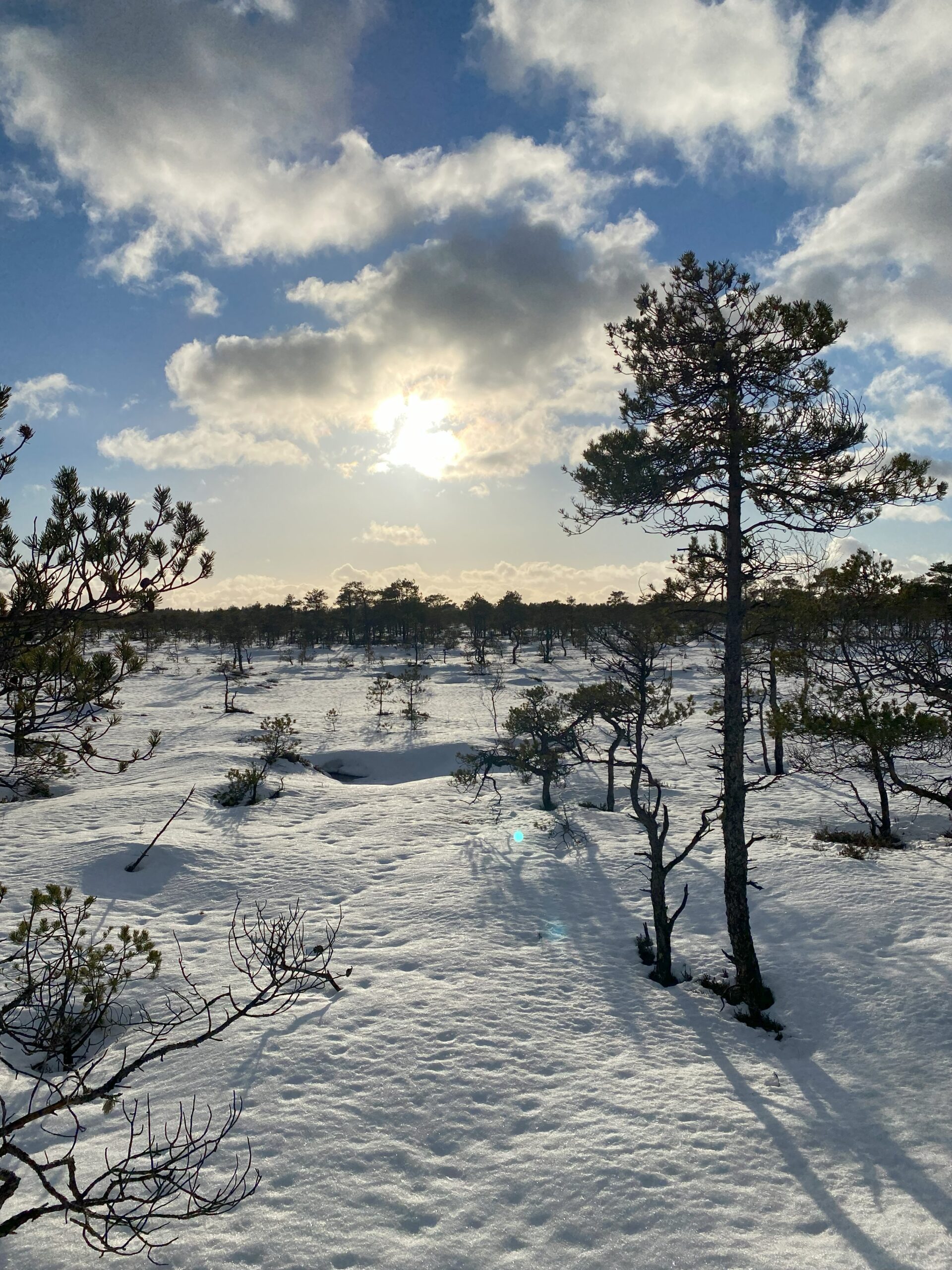 Snowshoe Hike in Mündi Swamp Räätsamatk Mündi rabas